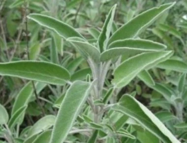 Αυτό είναι το «ελληνικό τσάι», γνωστό και ως «βότανο της αθανασίας»